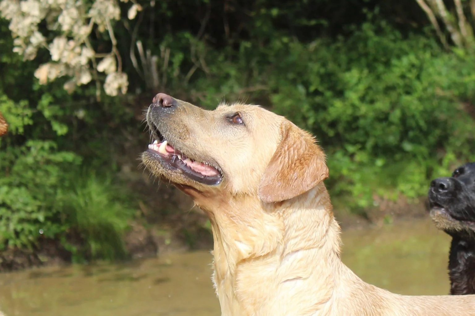 A golden Labrador Retriever looking upwards with an open mouth, wet fur, and a pink tongue, near a water body with green foliage in the background.