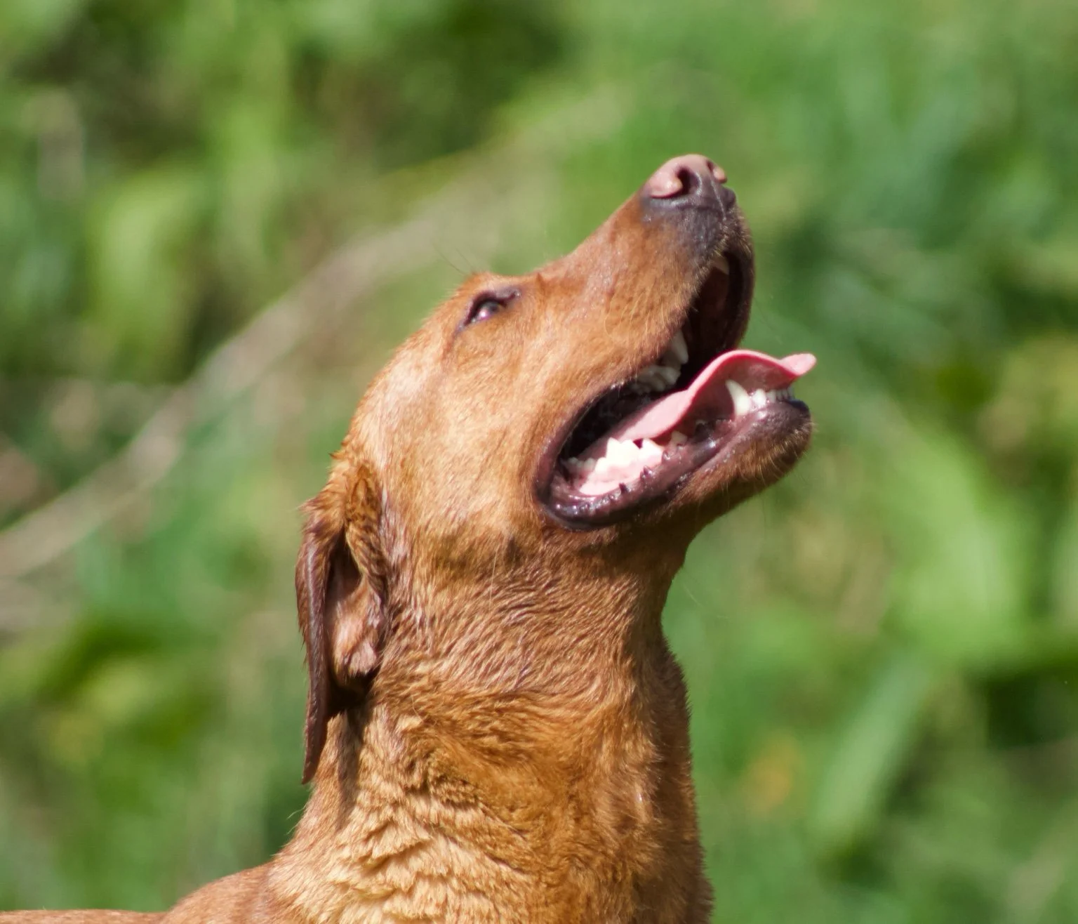 Close-up of a Fox Red Labrador with its head tilted back, mouth open, looking upward, with green blurry background.