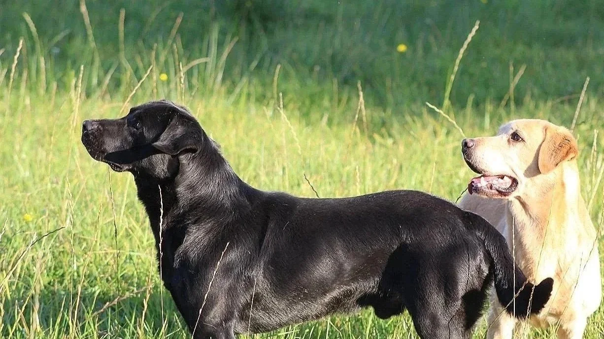Two Labradors standing in a grassy field, one black and one yellow, facing opposite directions.