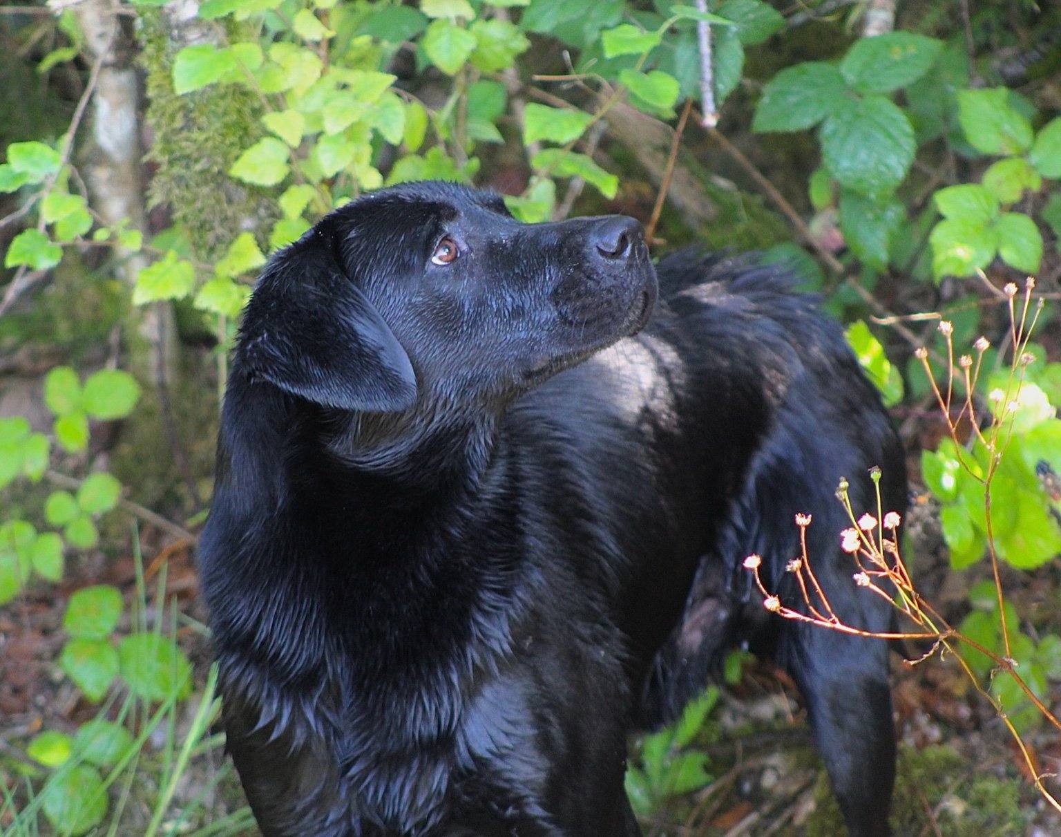 Wet black Labrador retriever dog sitting outdoors among green foliage.