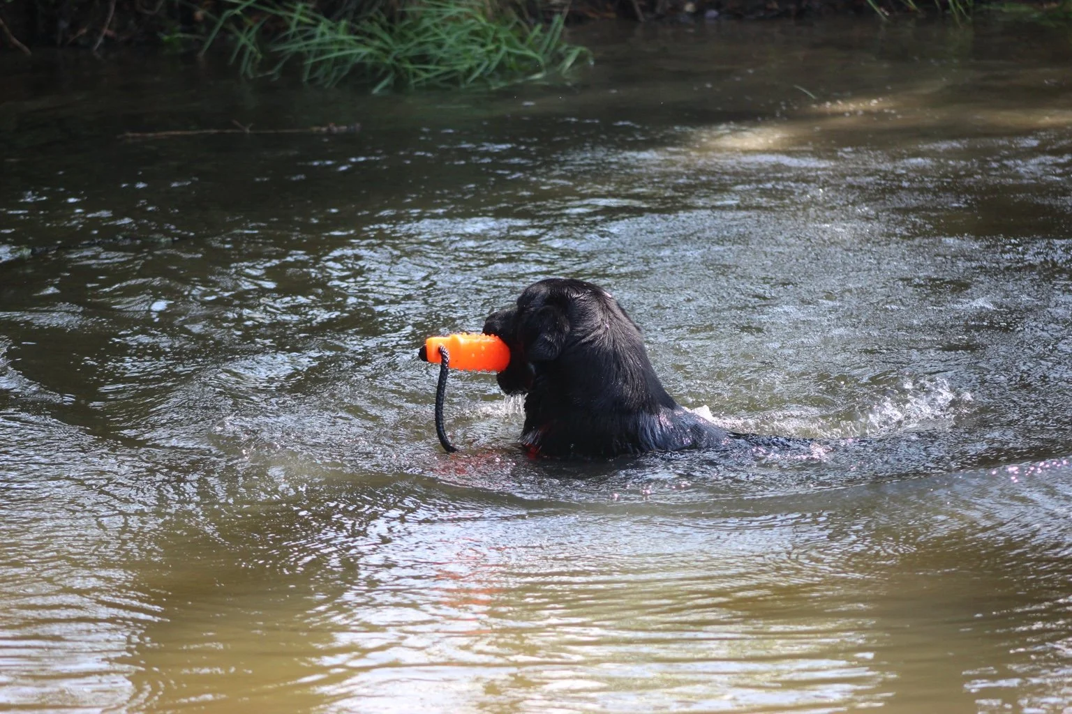 A black dog swimming in a creek with a toy in its mouth.