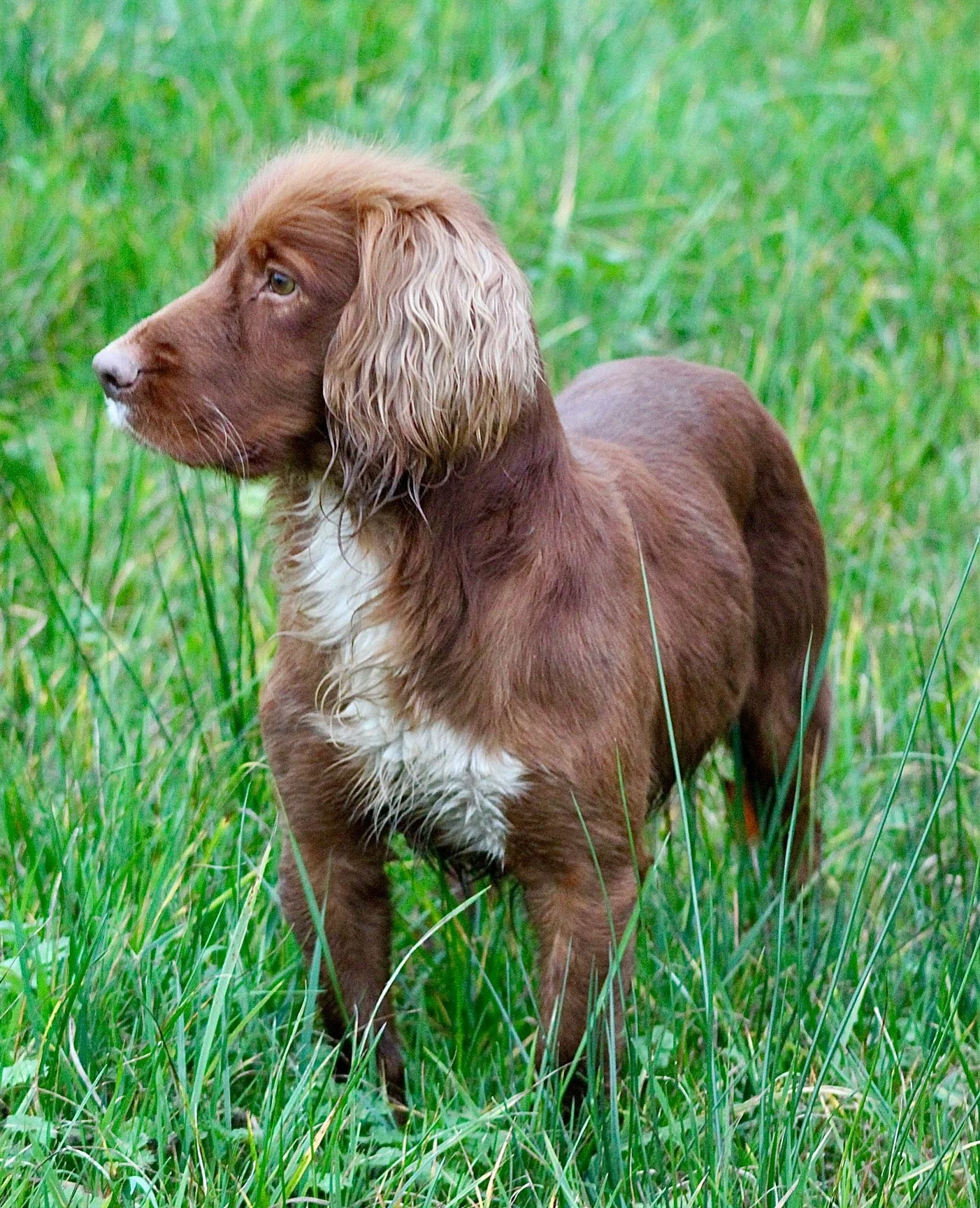 Red Working Cocker Spaniel dog, standing in tall green grass.