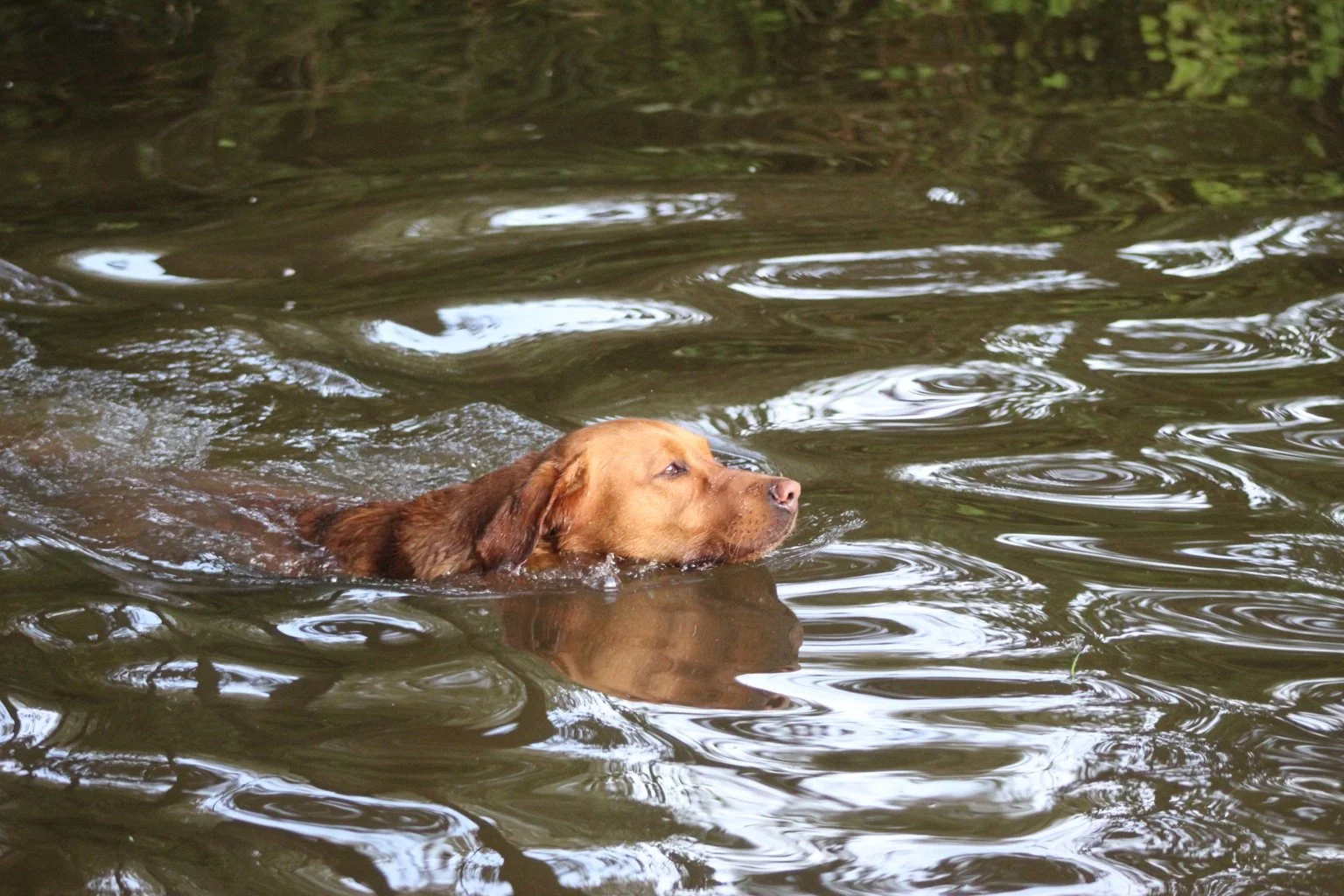 A brown dog swimming in a body of water with ripples and reflections.
