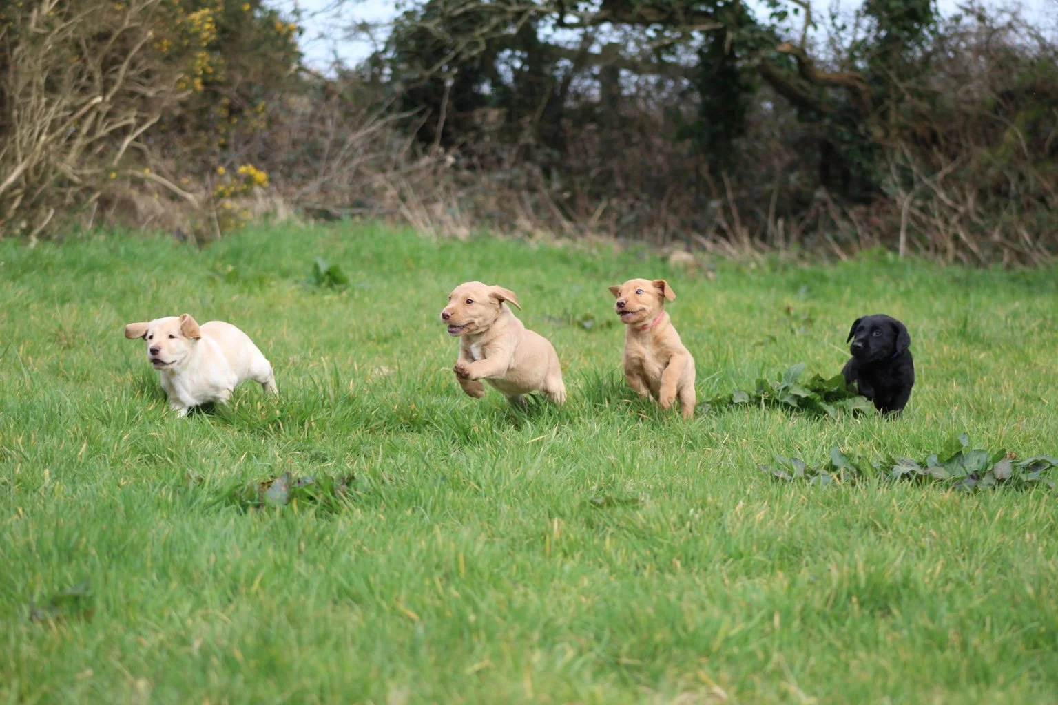 Four puppies running on a grassy field with bushes and trees in the background.