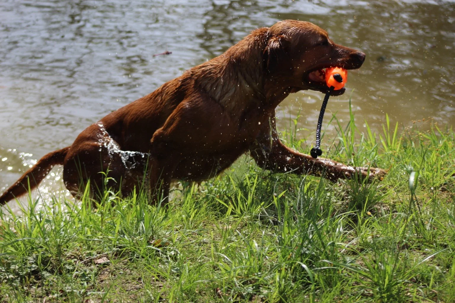 A brown dog playing in a grassy area near water, carrying an orange ball with a black string