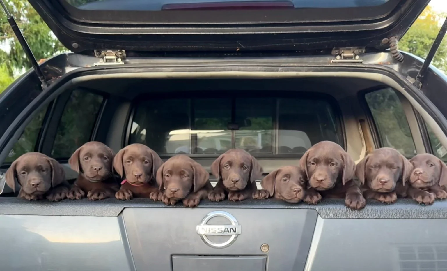 Eight brown Labrador Retriever puppies lying on the tailgate of a Nissan pickup truck.