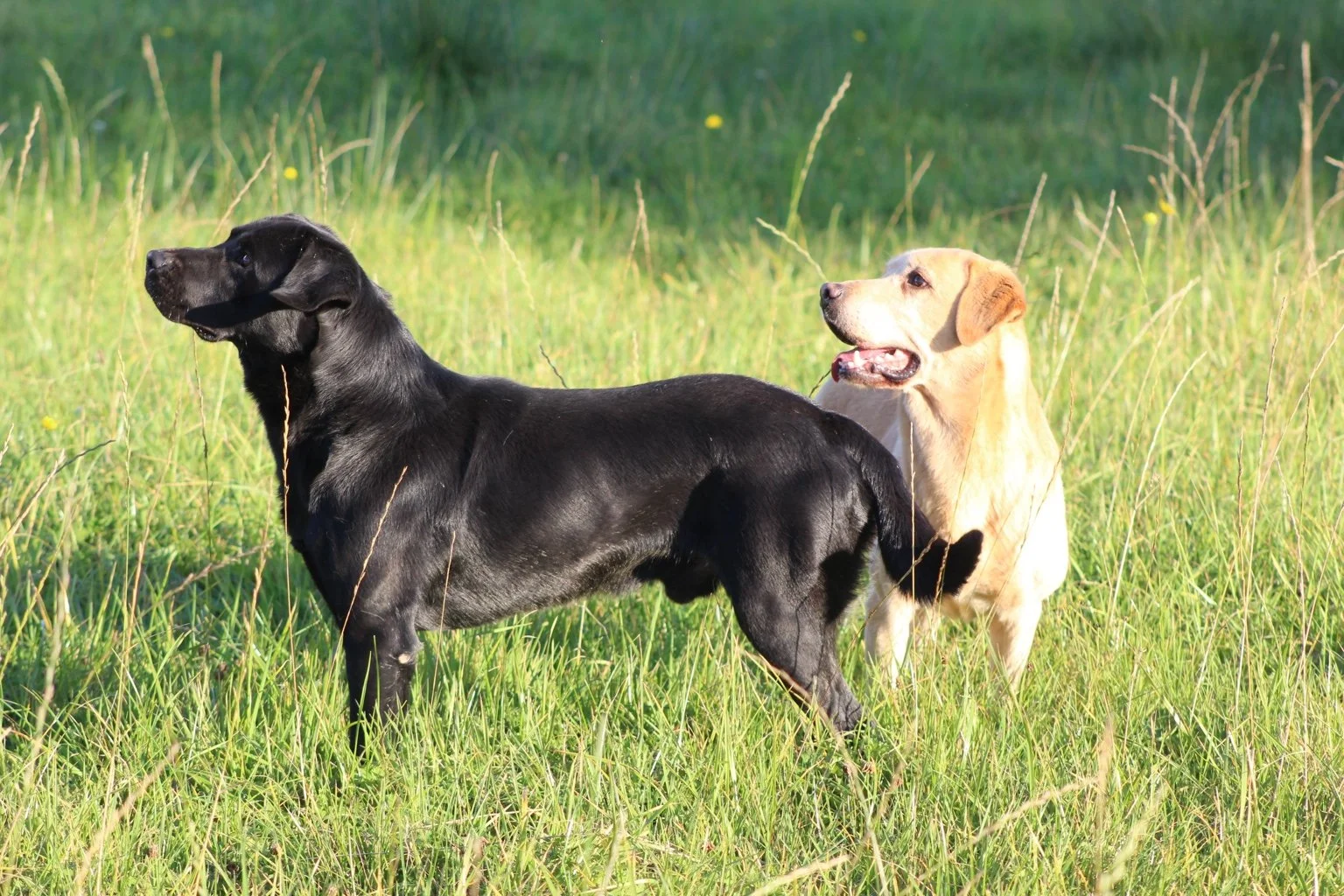Two Labrador retriever dogs, one black and one yellow, standing in green grassy field with tall grass and yellow flowers.