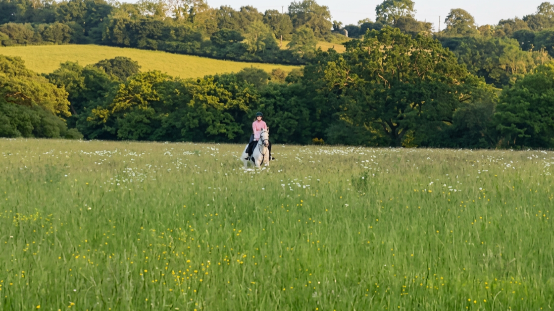Person riding a white horse in a lush green field with wildflowers, surrounded by trees and rolling hills.