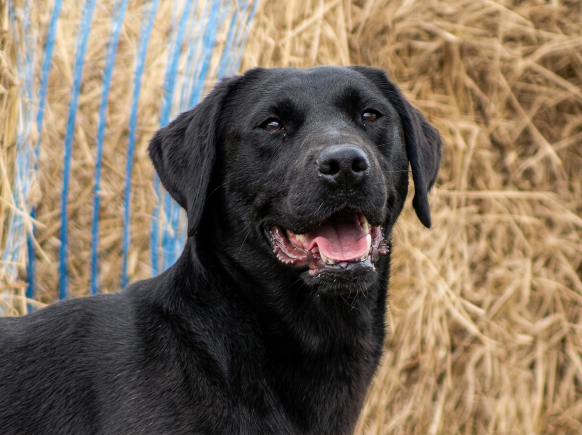 A black Labrador Retriever dog standing outdoors in front of round haybales in the background, looking happy with its mouth open and tongue slightly out.