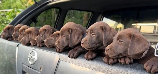 A row of chocolate Labrador puppies resting their heads on the car window ledge inside a vehicle.