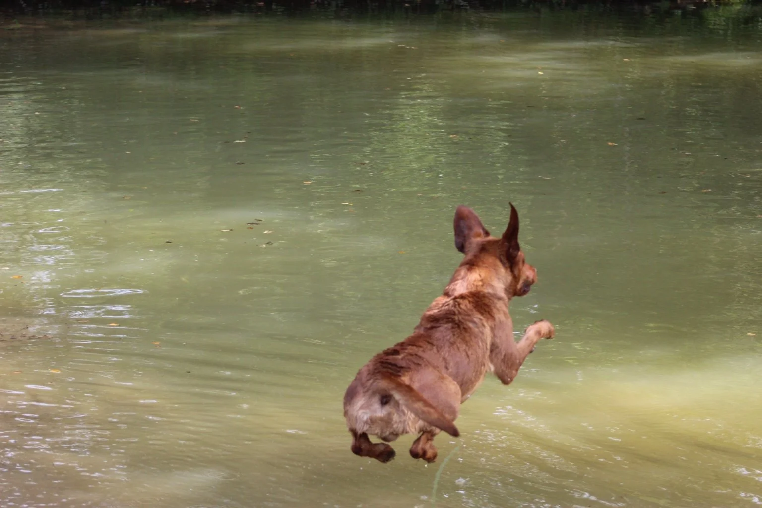 Dog jumping into a body of water, back view, with trees reflected on the water surface.