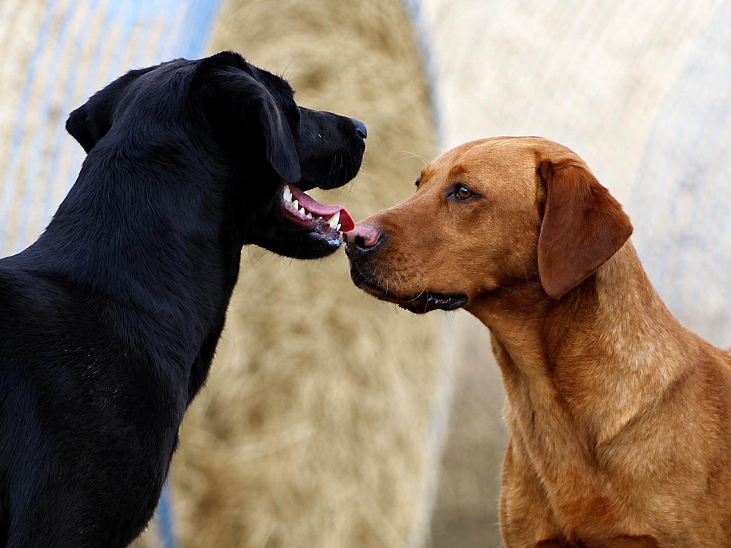 Two dogs, a black Labrador and a Fox Red Labrador, face each other close up, touching noses indoors with a blurred background.