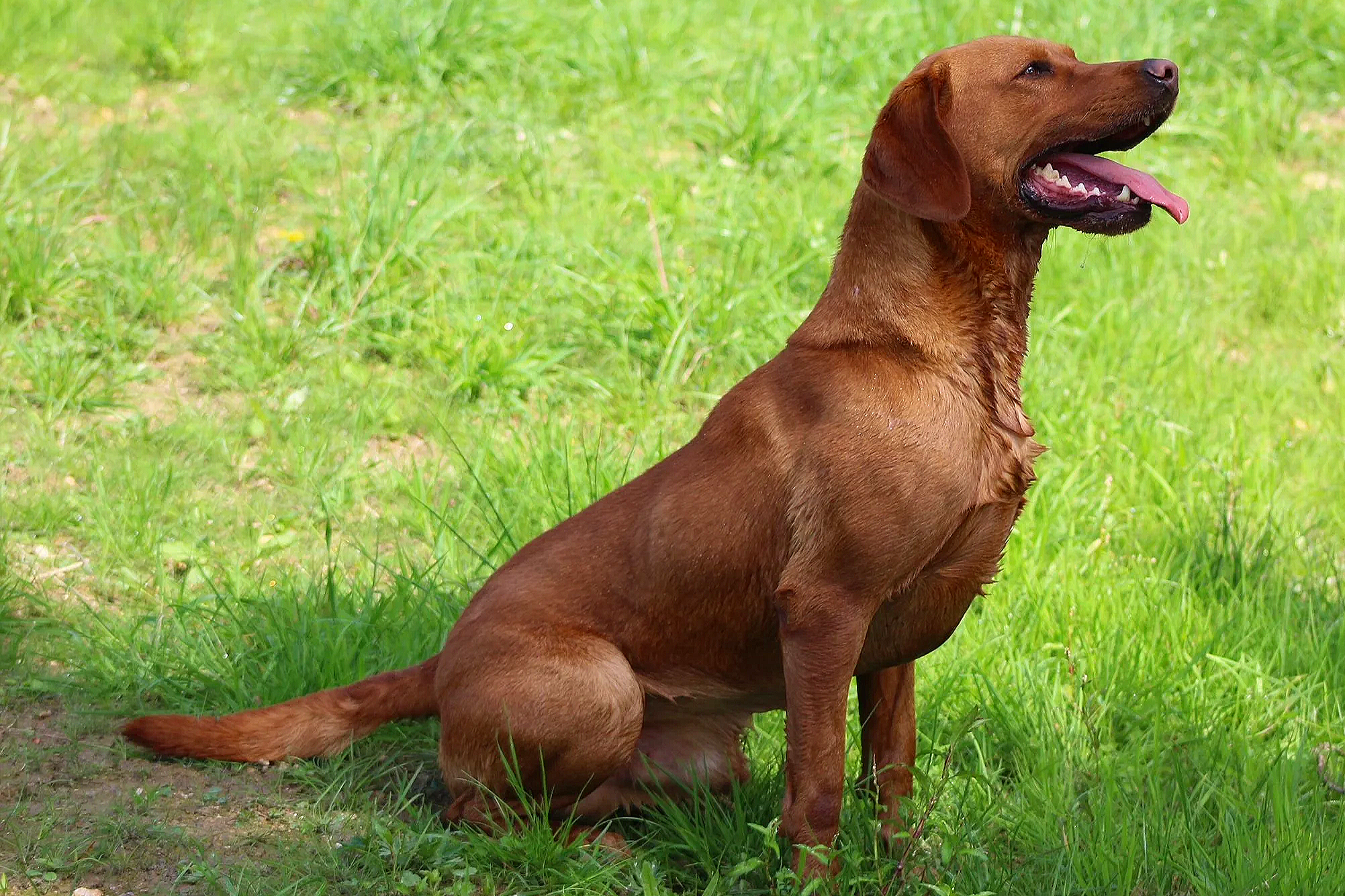 A brown dog sitting on grass with its mouth open and tongue out.