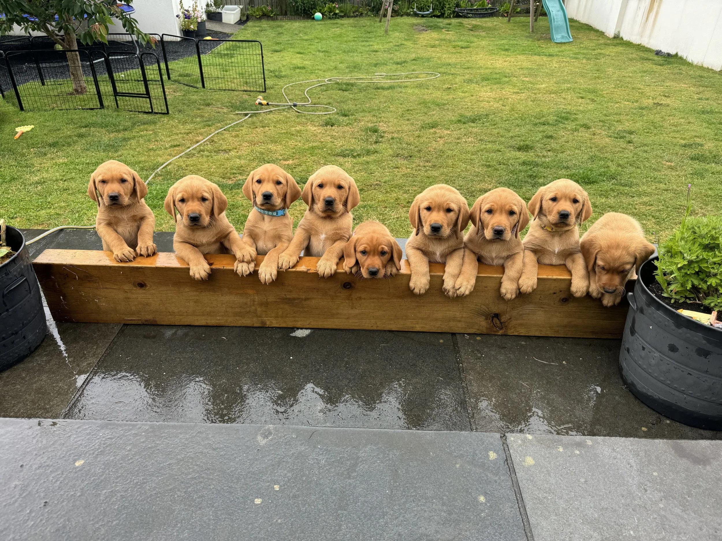 MONTY & LUCY LITTER