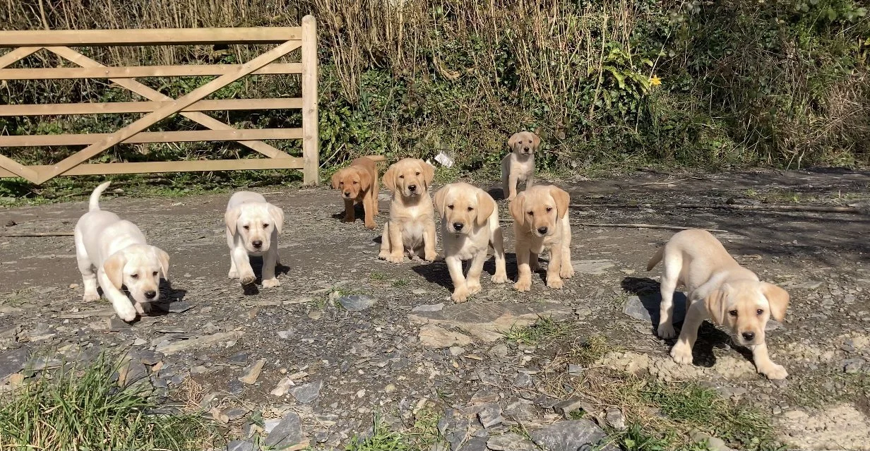 A group of nine yellow Labrador puppies walking outside on a gravel path near a wooden gate and green bushes.