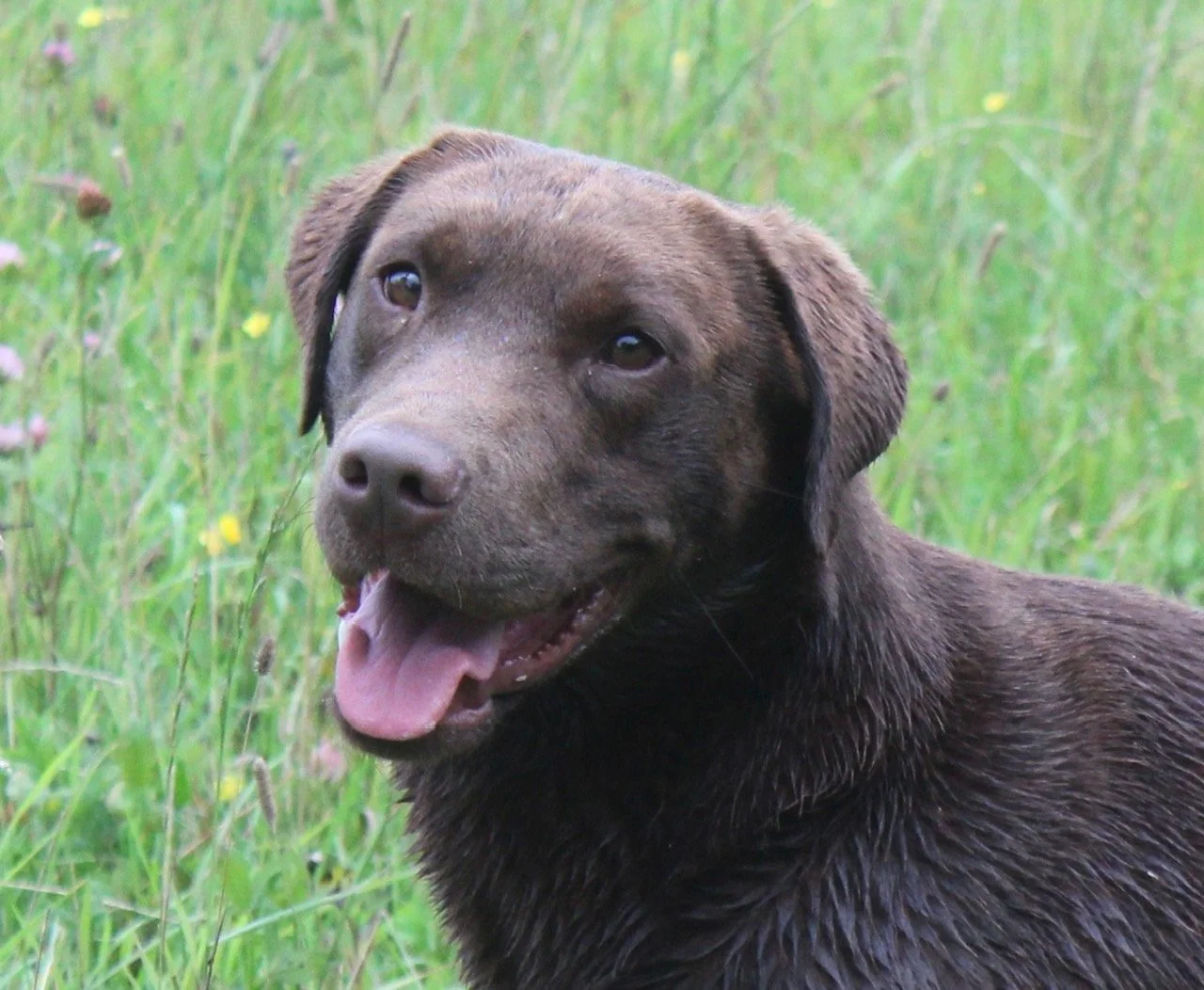 happy chocolate Labrador Retriever dog sitting in a grassy field with small yellow and purple flowers.