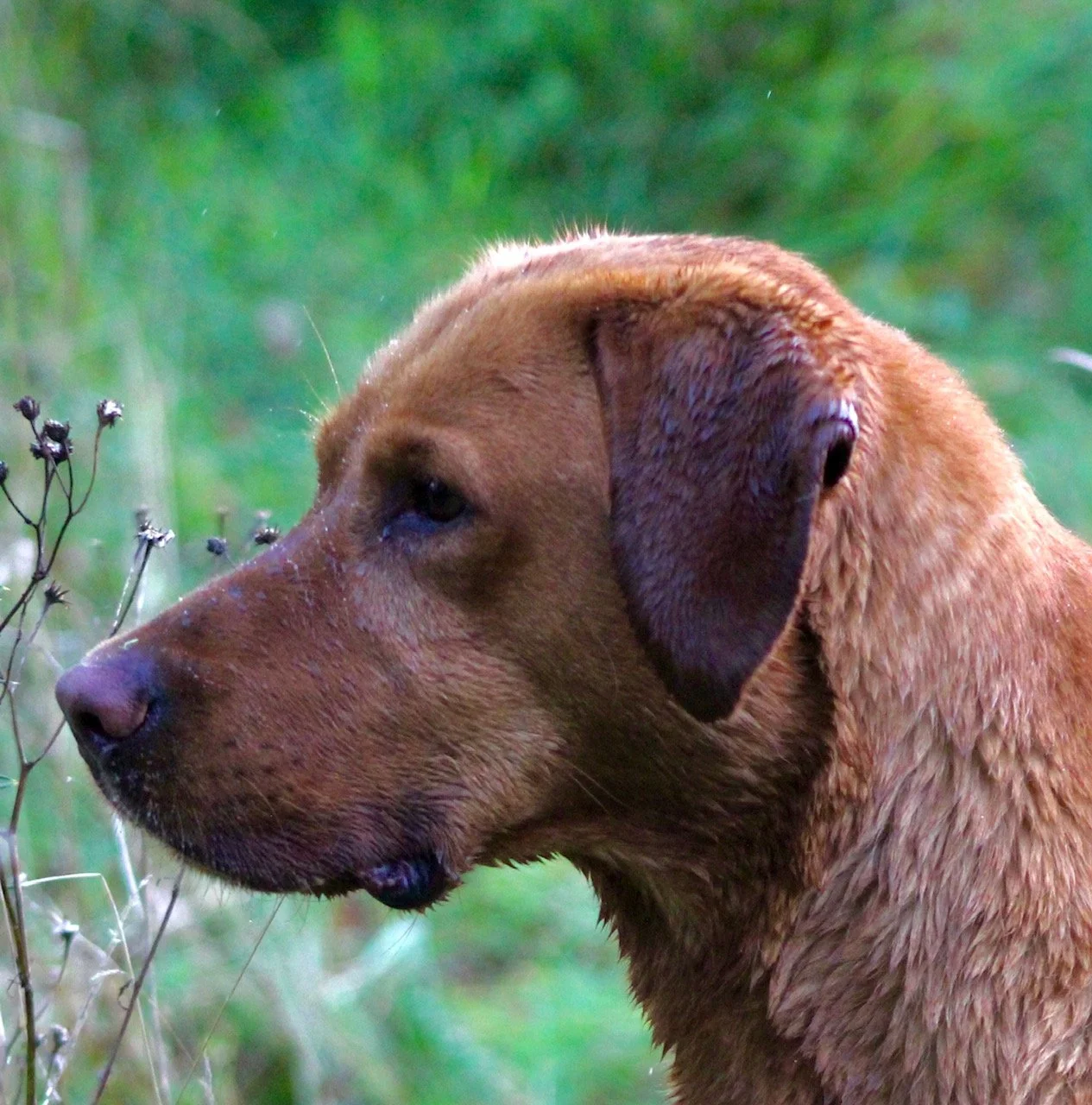 Close-up of a Fox Red Labrador dog with a wet coat, looking to the left, with grass and plants in the background.