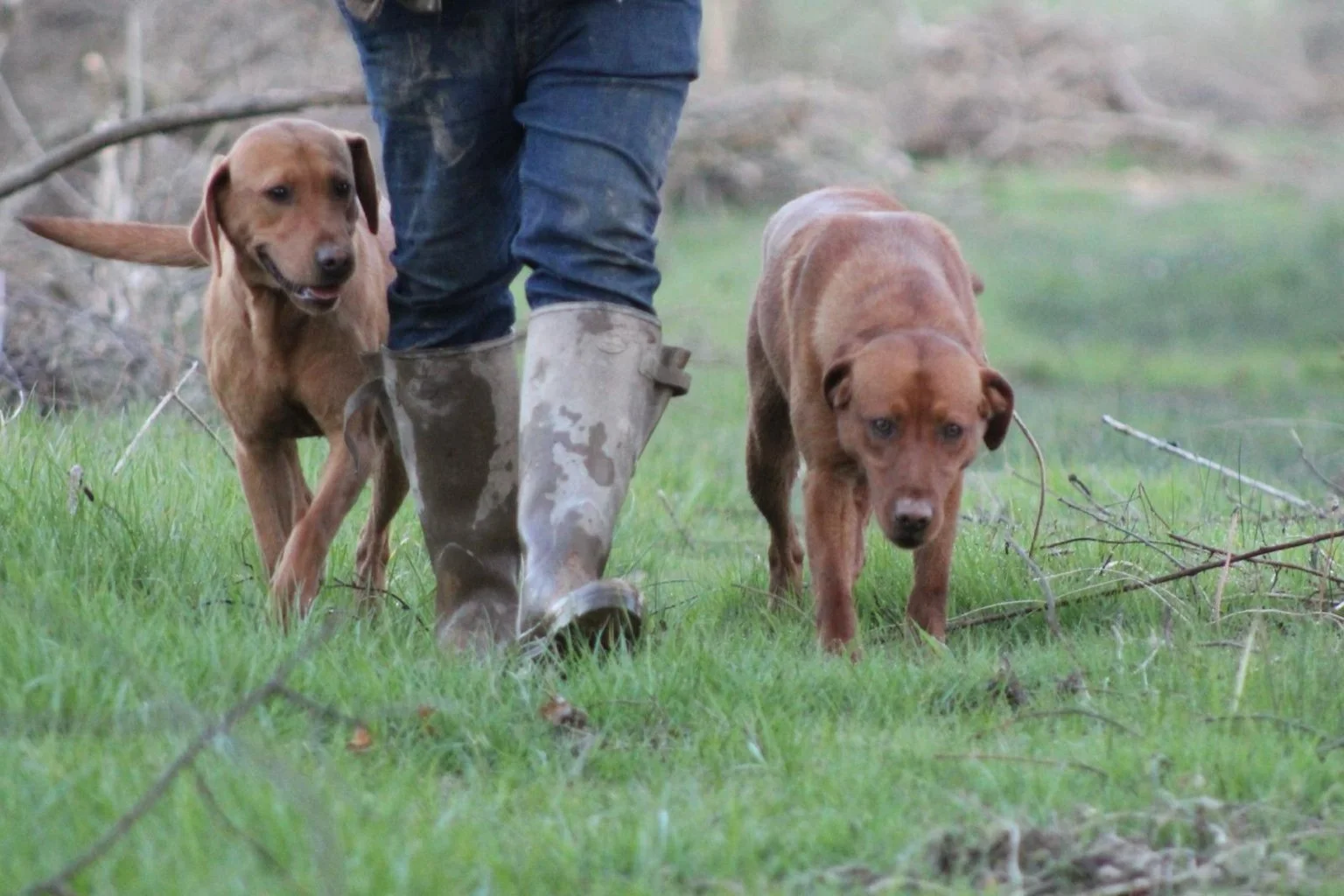 Two brown dogs walking on grass near a person wearing rubber boots in a natural outdoor setting