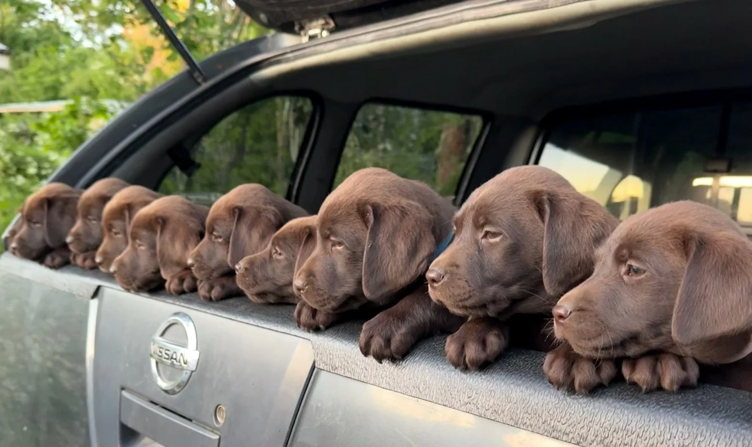 Nine chocolate Labrador puppies leaning on the edge of an open truck bed, looking outward.