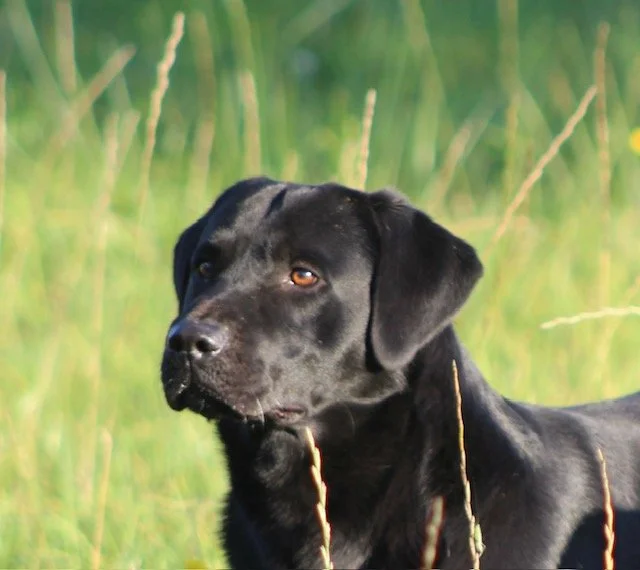 Black Labrador Retriever in a grassy field with tall green grass and blades of dried grass.