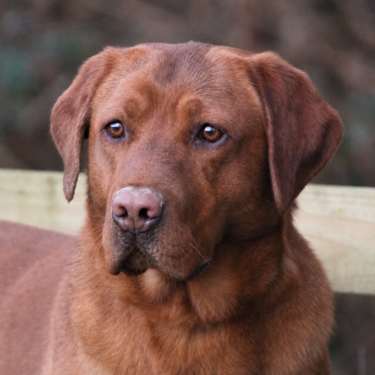 Close-up of a brown Labrador Retriever dog with a serious expression, looking slightly to the side outdoors.