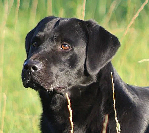 Black Labrador retriever , outdoors in a grassy area.