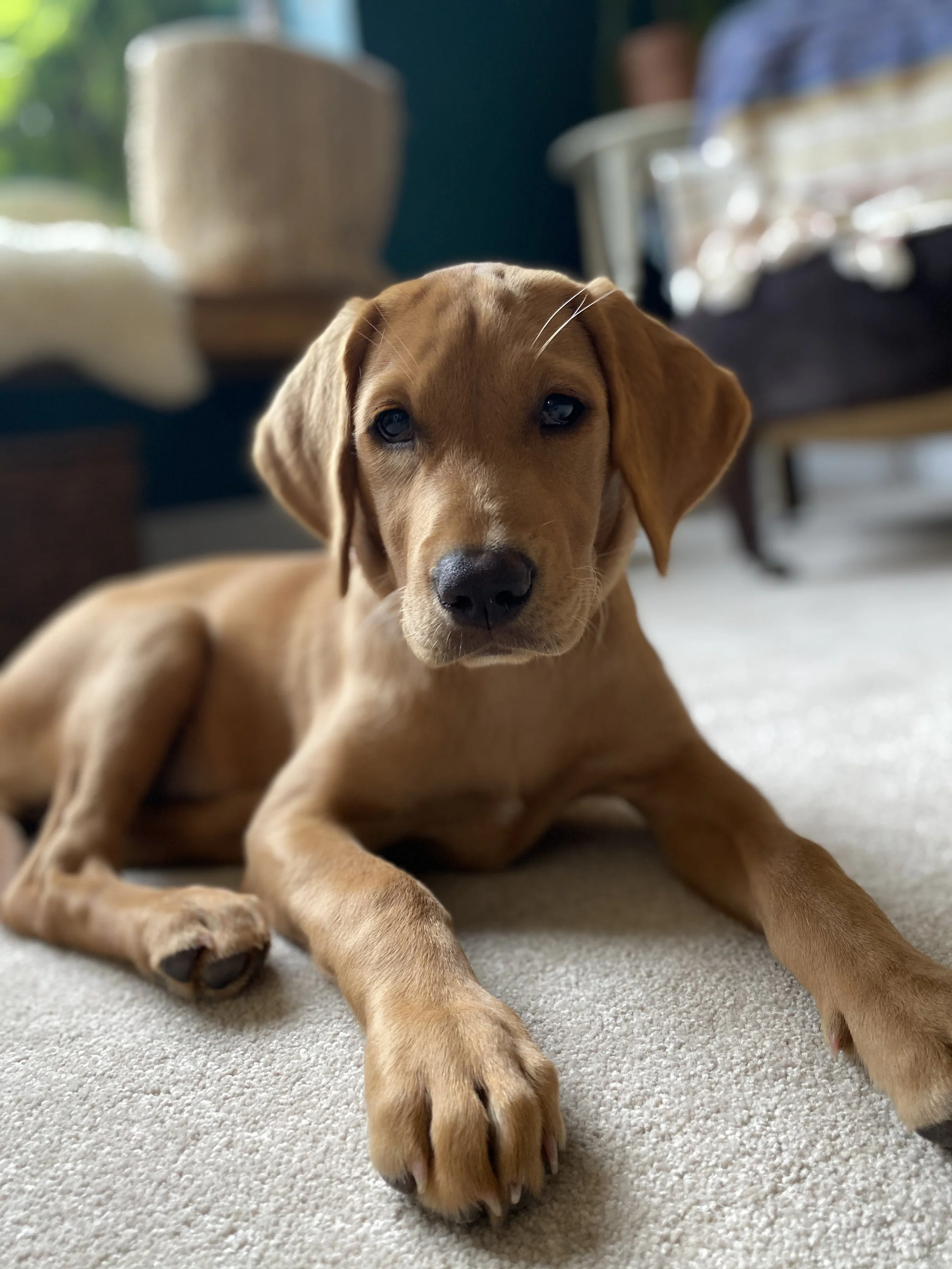 NAHLA