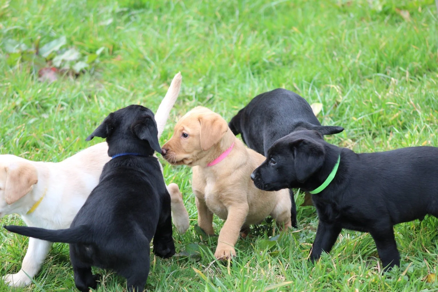 Five puppy dogs of different colors playing on green grass, one light-colored with a pink collar, two black with green and blue collars, and two other’s partially visible, all interacting with each other.
