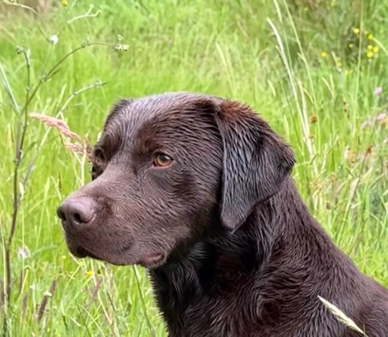 Close-up of a Chocolate Labrador Retriever with long ears, sitting in a grassy field with yellow, pink, and white wildflowers.