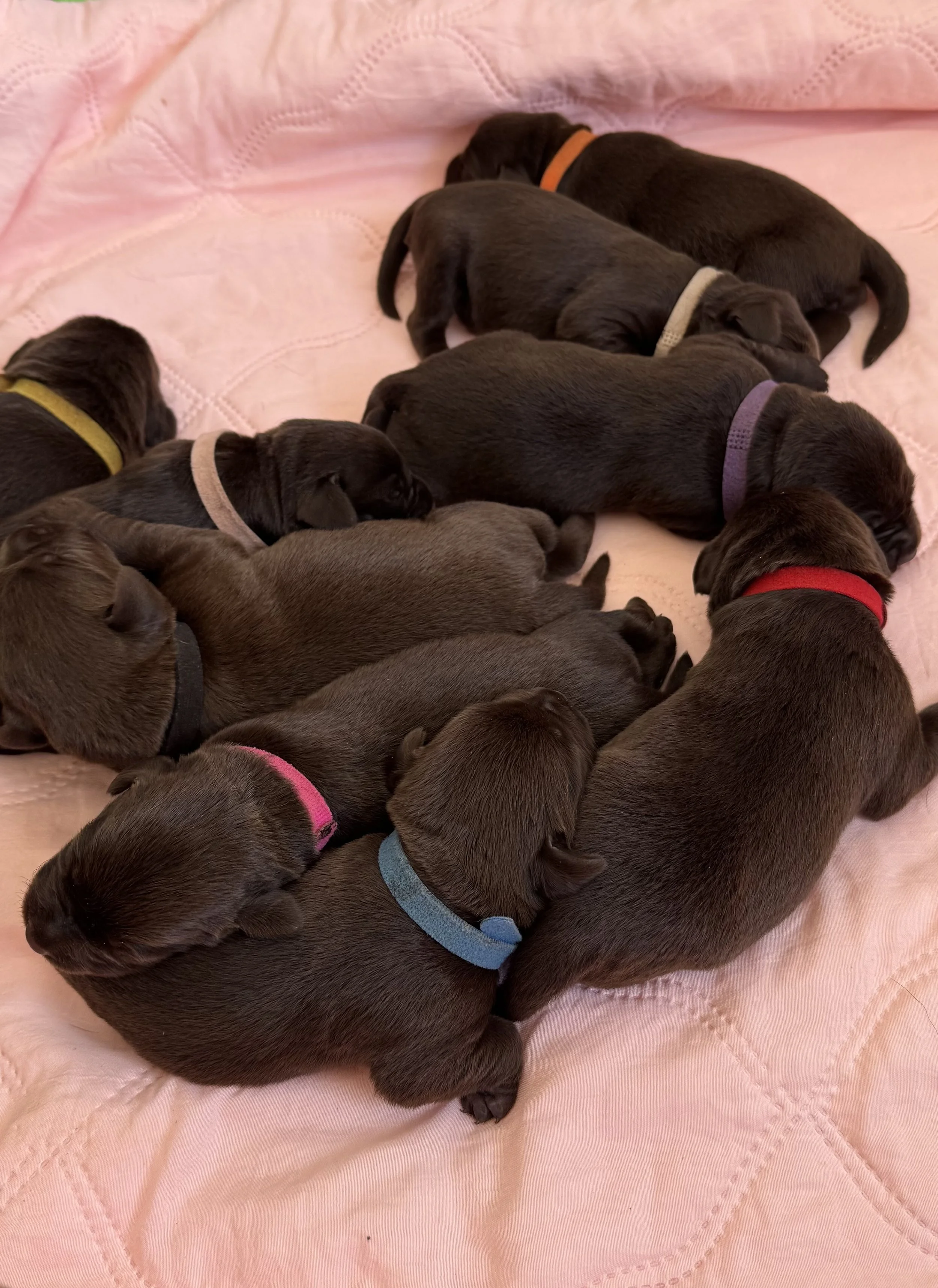 WINNIE & CRACKER LITTER