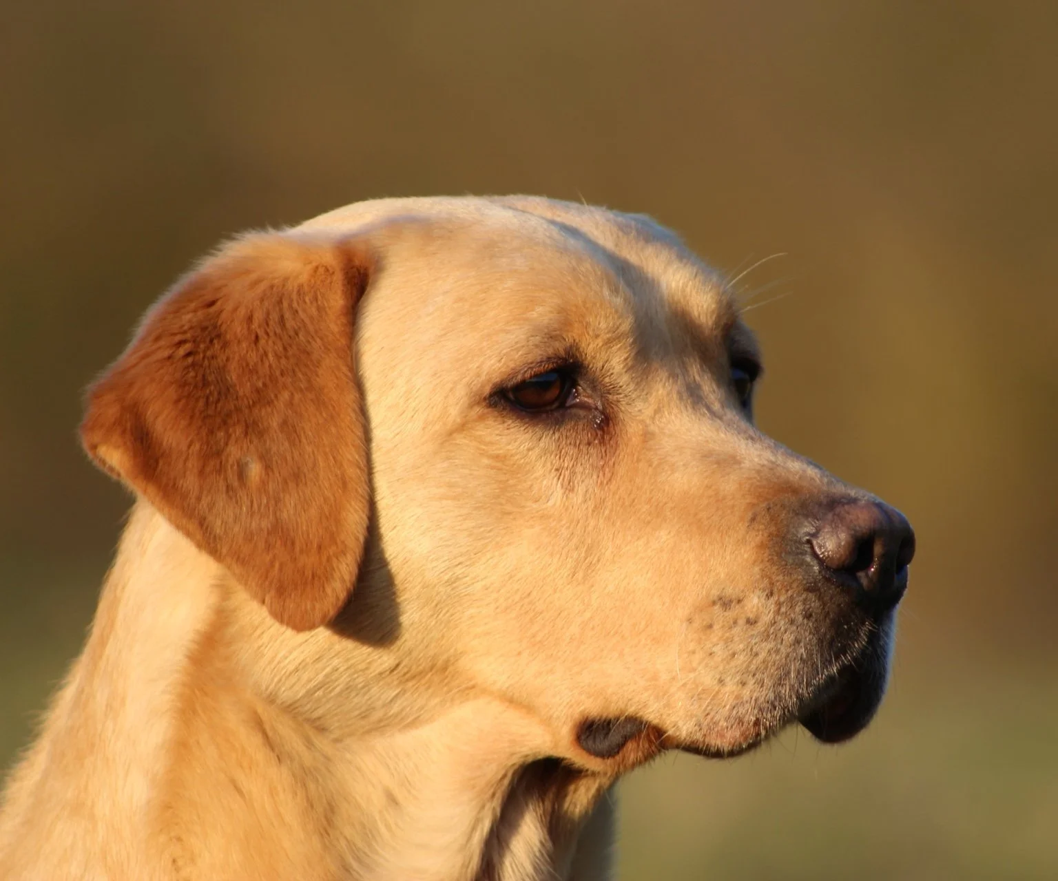 Close-up of a yellow Labrador Retriever dog with a calm expression, outdoor background with soft sunlight.