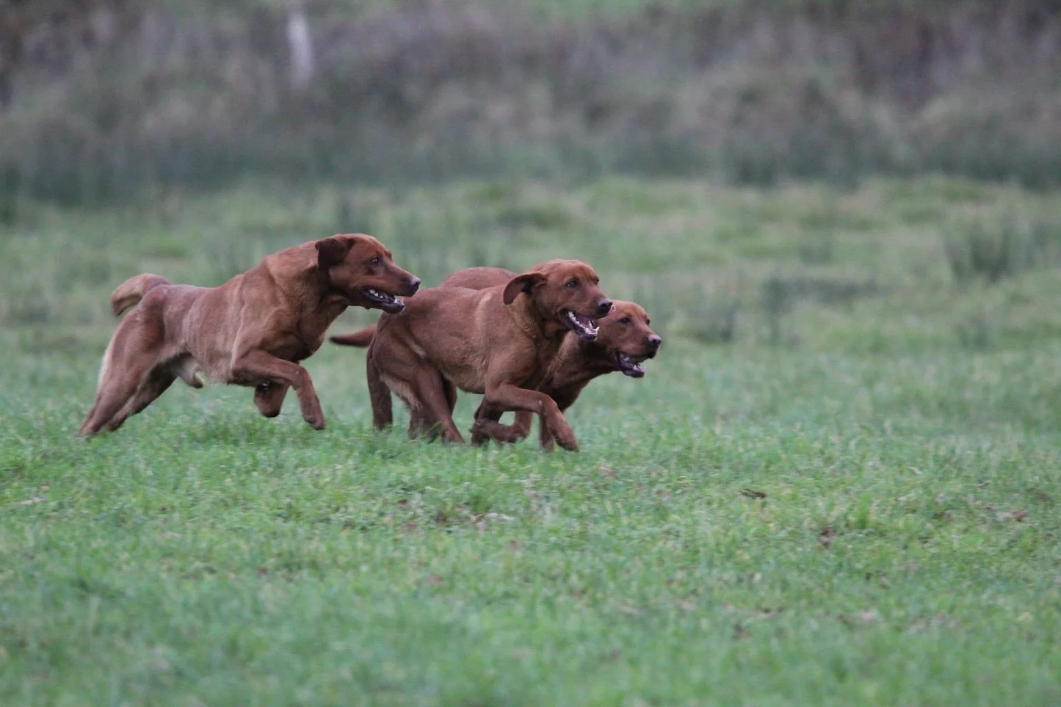 Three dogs running in a grassy field.