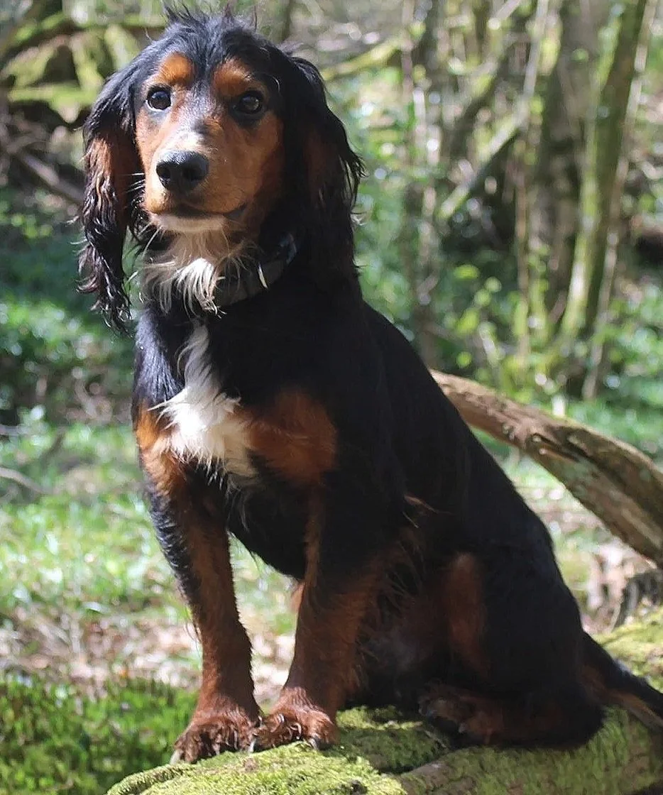 Tan and black working Cocker Spaniel, sitting outdoors in a wooded area.