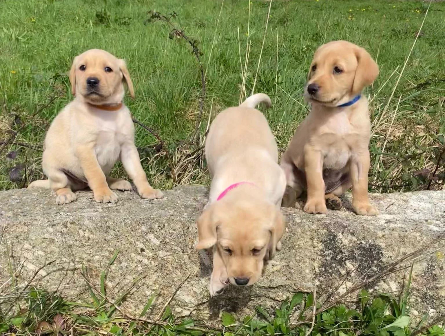 Three adorable yellow Labrador Retriever puppies outdoors on a rock with green grass in the background. Two puppies are sitting and one is sniffing the ground.