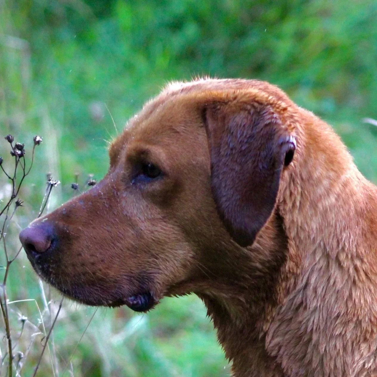 Close-up of a brown dog with wet fur, looking at plants in a green outdoor environment.