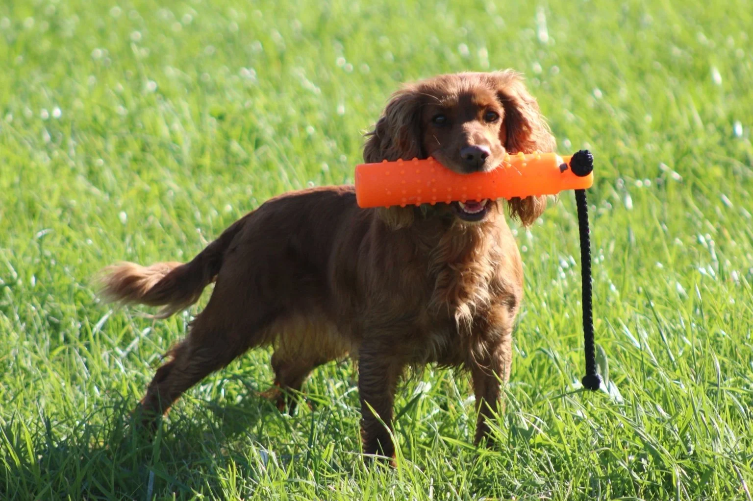 A Red Cocker Spaniel with long ears outdoors on green grass, holding an orange dummy in its mouth.