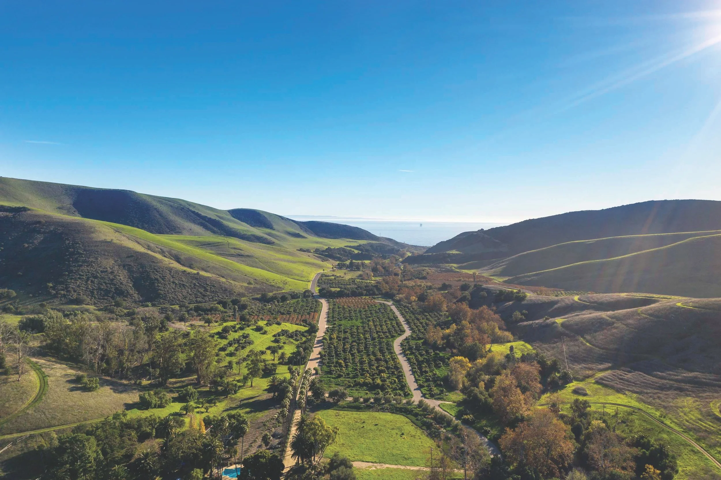 A landscape view of green rolling hills with small trees and a winding road, overlooking the ocean under a clear blue sky.