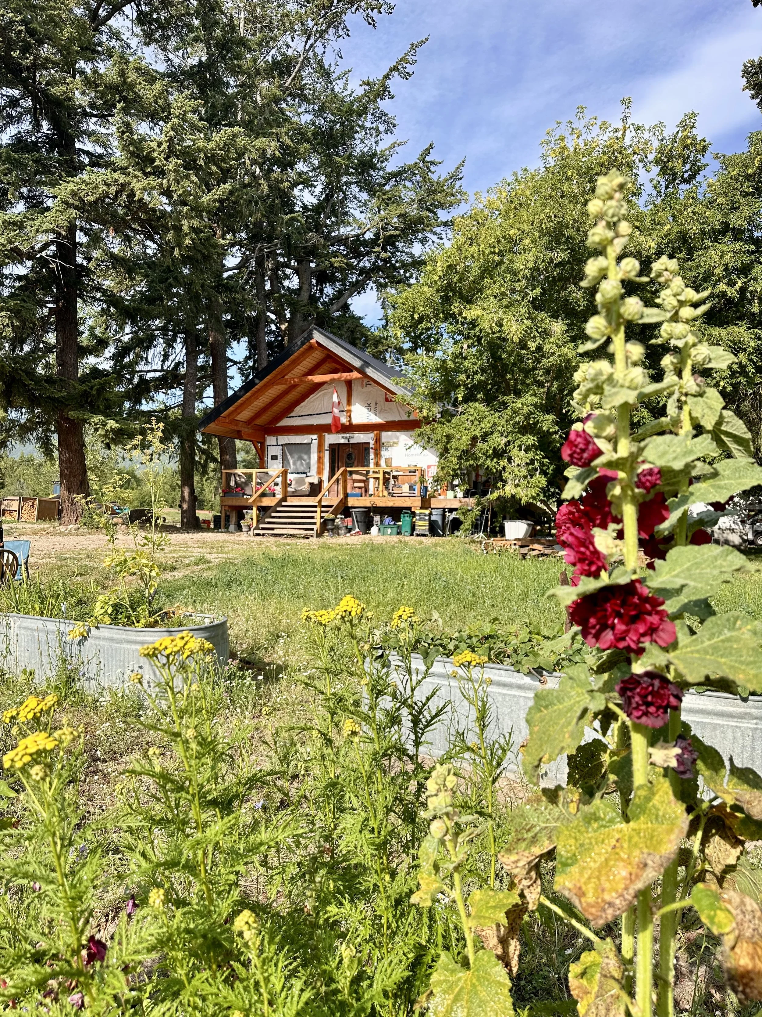A backyard garden scene with a small wooden house under tall pine trees. There are various flowering plants and greenery in the foreground, with a bright blue sky overhead.