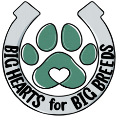 Sanborn Festival Sponsor - A logo with a large green paw print that has a white heart in the center, surrounded by black text that reads 'Big Hearted for Big Breeds'.