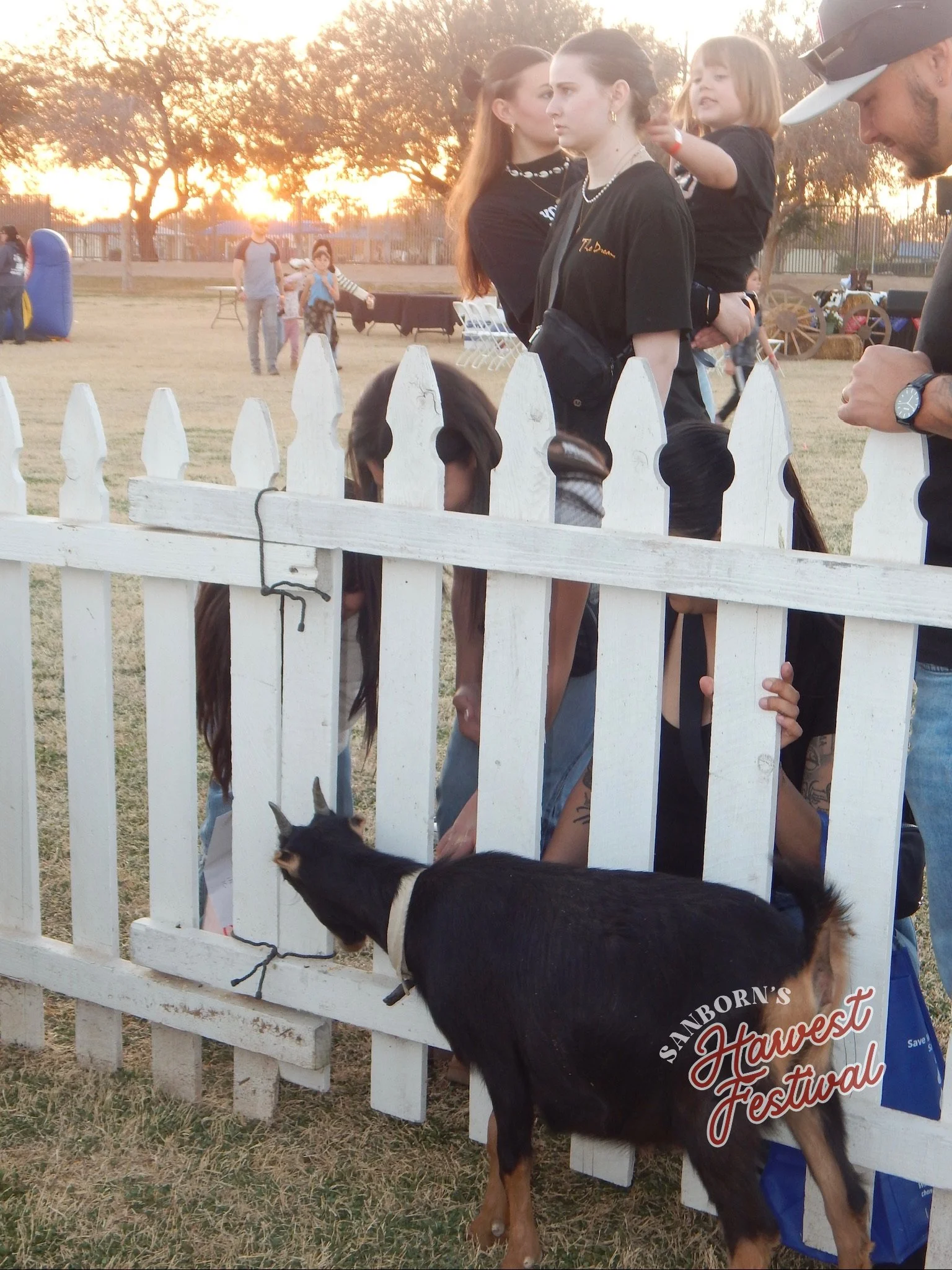 Children and adults at an outdoor festival, some looking at a black and tan dog standing behind a white picket fence, with sunset in the background.