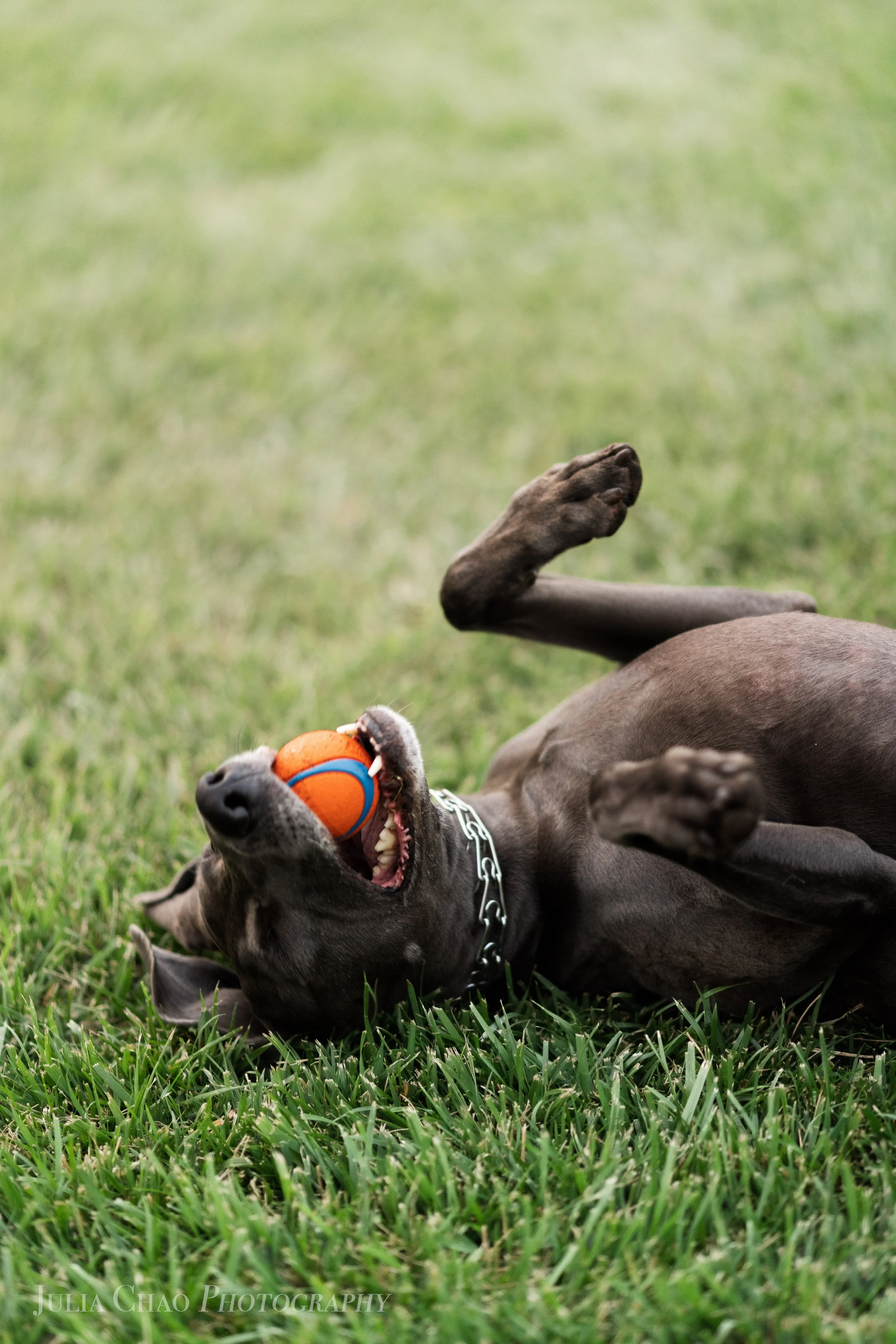 Kelowna Pet Photography by Julia Chao Photography