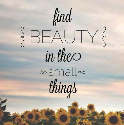 Find Beauty in the Small Things