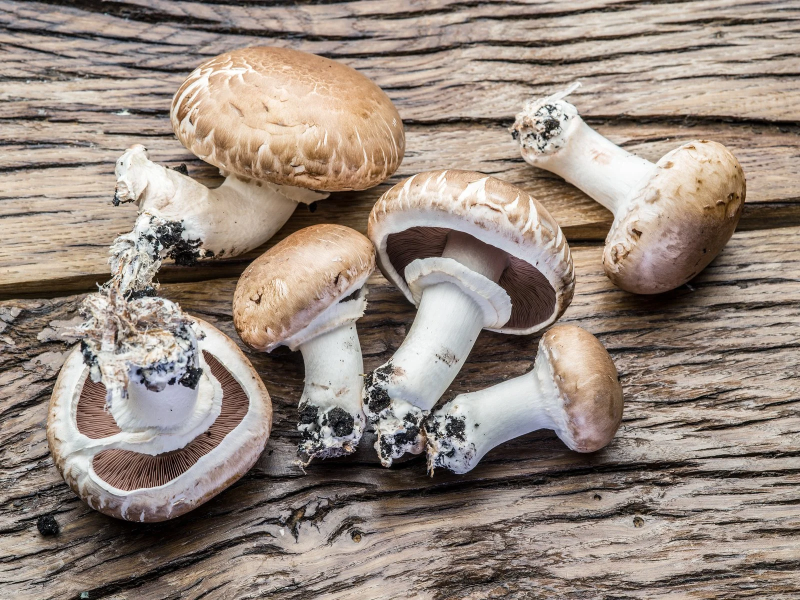 7 Things That Happened When I Drank Mushroom Tonic For A Month