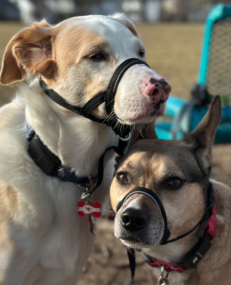 Two dogs, one with a brown and white coat and the other with a black and tan coat, wearing head harnesses, outdoors in a park on a walk.