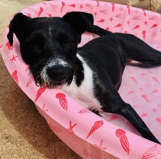 A black and white dog lying in a pink pool of water on a hot day
