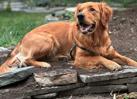 Golden retriever dog lying on a stone wall outdoors
