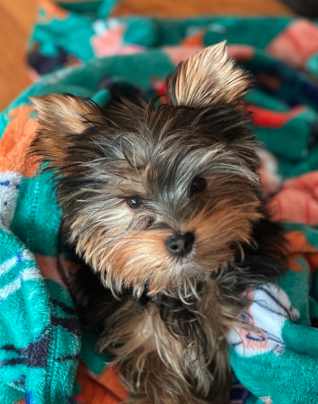 A small Yorkshire Terrier puppy with fluffy fur lying on a colorful blanket.