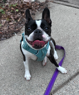Smiling Boston Terrier dog with a blue harness and purple leash sitting on a sidewalk. Dog walk