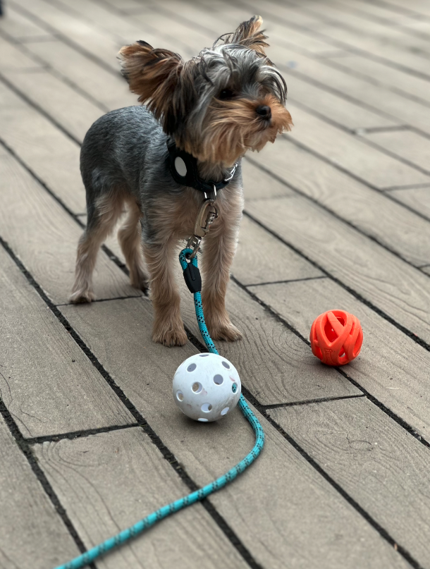 A small dog attached to a harness. There are two rubber ball toys, one white with holes and one red with slits, on the deck in front of the dog. Playtime during a drop in visit.