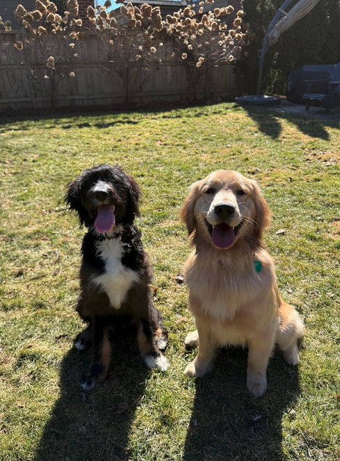 Two dogs sitting on grass in a backyard, one black and white and the other golden, both with their tongues out.